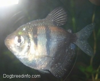 Close Up - A Black Tetra with white spots all over it. There is an underwater plant behind it