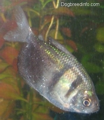 Close Up - A Black Tetra with white spots on it 