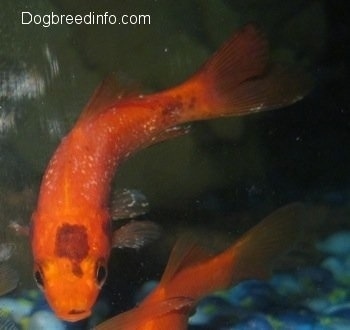 Close Up - A Goldfish with white spots all over it