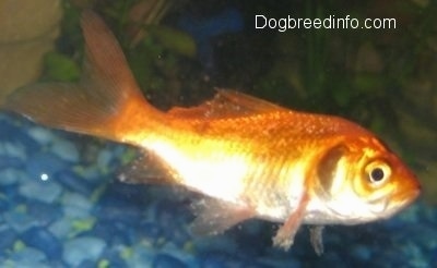An orange with black goldfish has white spots all over it,