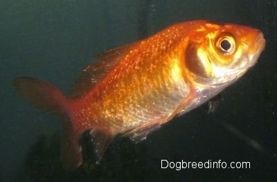 A goldfish with white spots on it is swimming overtop of blue and green gravel