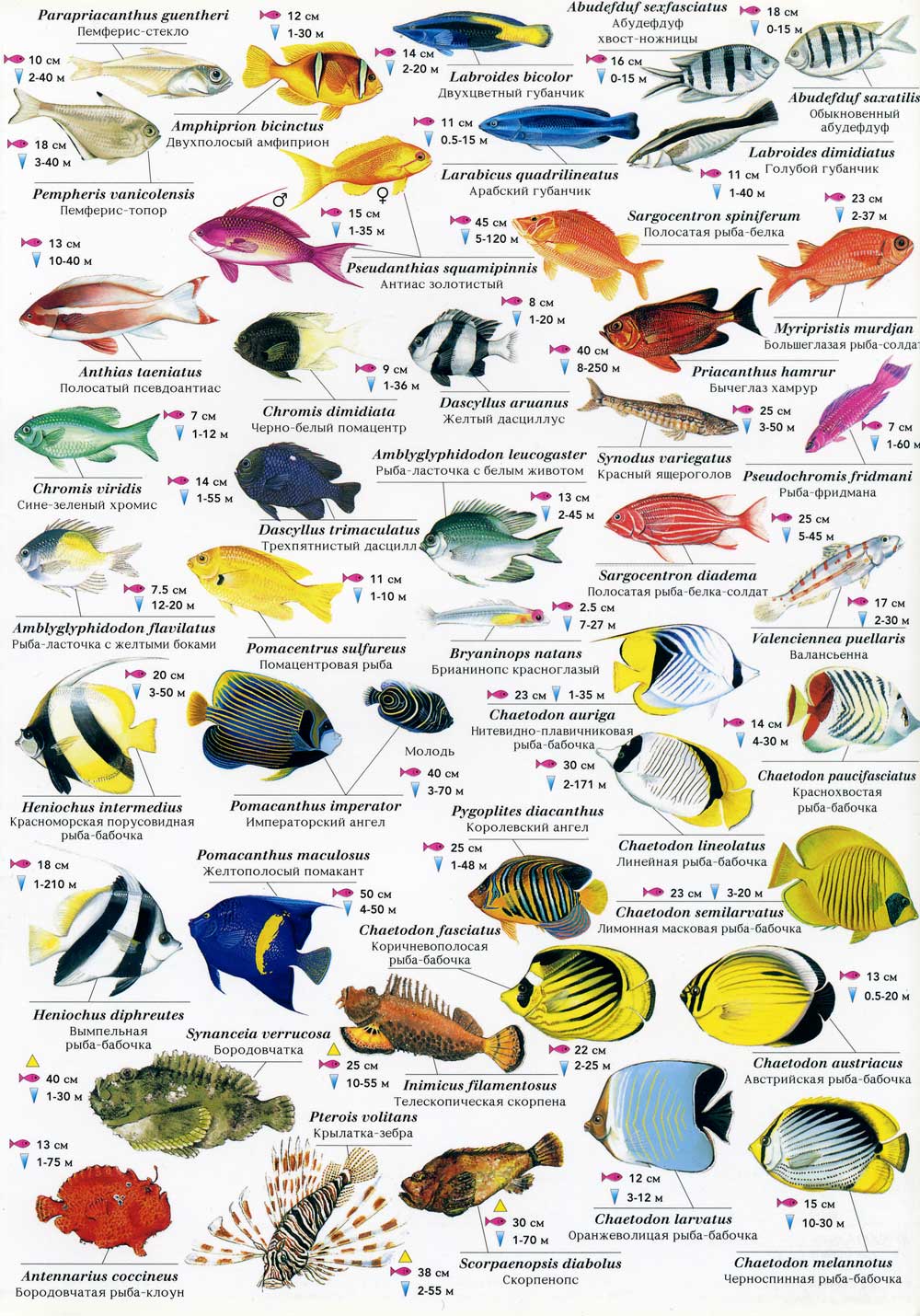 Морские рыбы   фото с названиями для детей (17)
