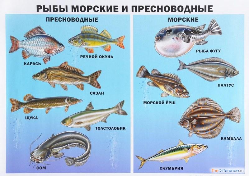 Морские рыбы   фото с названиями для детей (2)