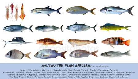 Морские рыбы   фото с названиями для детей (28)