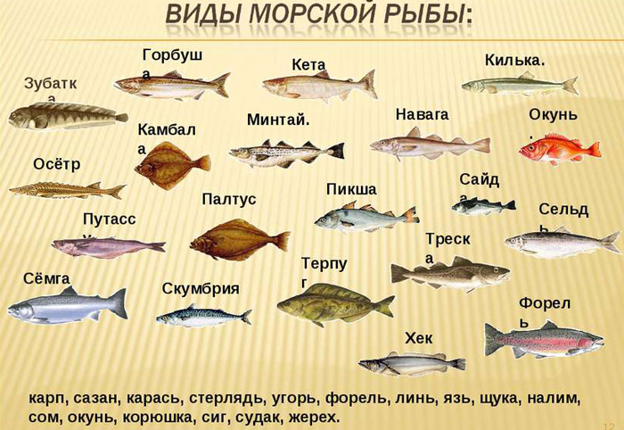 Морские рыбы   фото с названиями для детей (5)