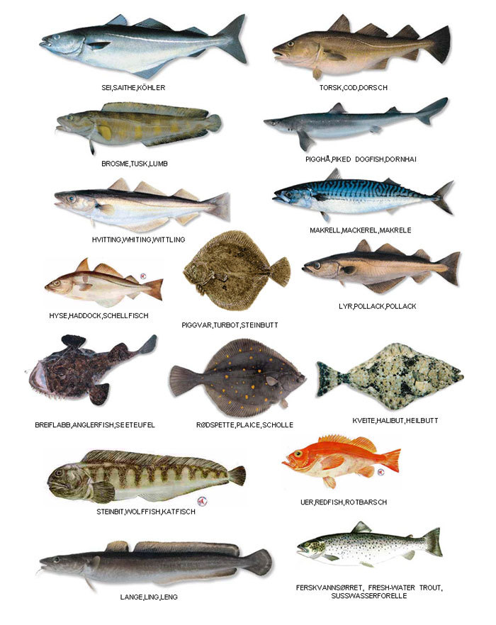 Морские рыбы   фото с названиями для детей (6)