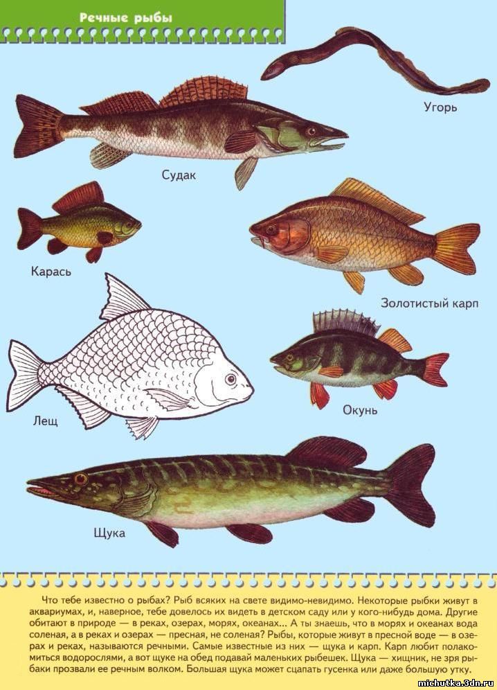 Картинка речные рыбы для детей. Название рыб. Рыбы Пресноводные и морские для детей. Морские и речные рыбы для детей. Речные рыбы названия для детей.