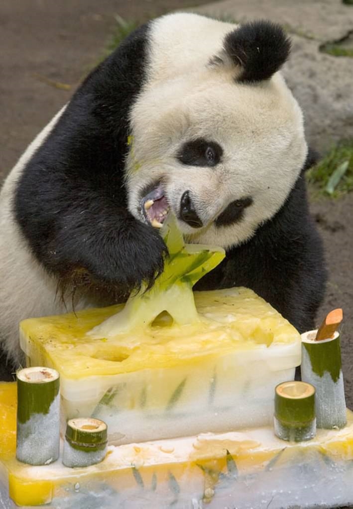 Животные с едой. Прикольная Панда. С днем рождения Панда. С днем рождения животные. Животные и еда.
