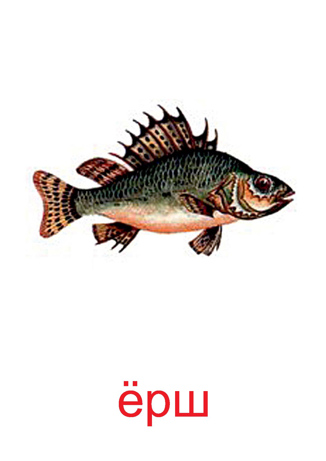 Картинки для детей рыбы для детского сада (10)