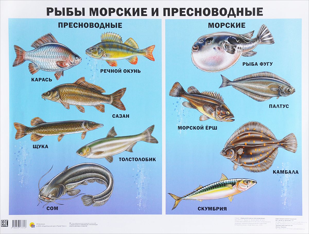 Картинки для детей рыбы для детского сада (13)