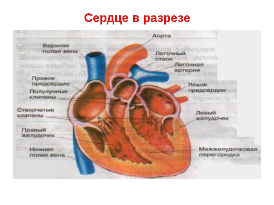 Картинки для детей сердце человека   рисунки 006