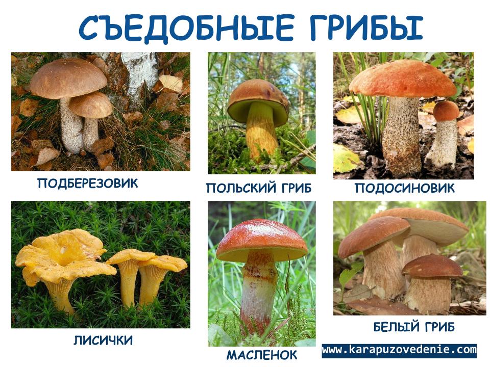 Как по картинке найти название гриба