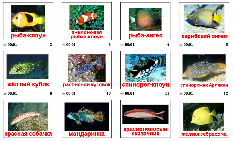 Картинки рыбки для детей для детского сада   подборка (12)