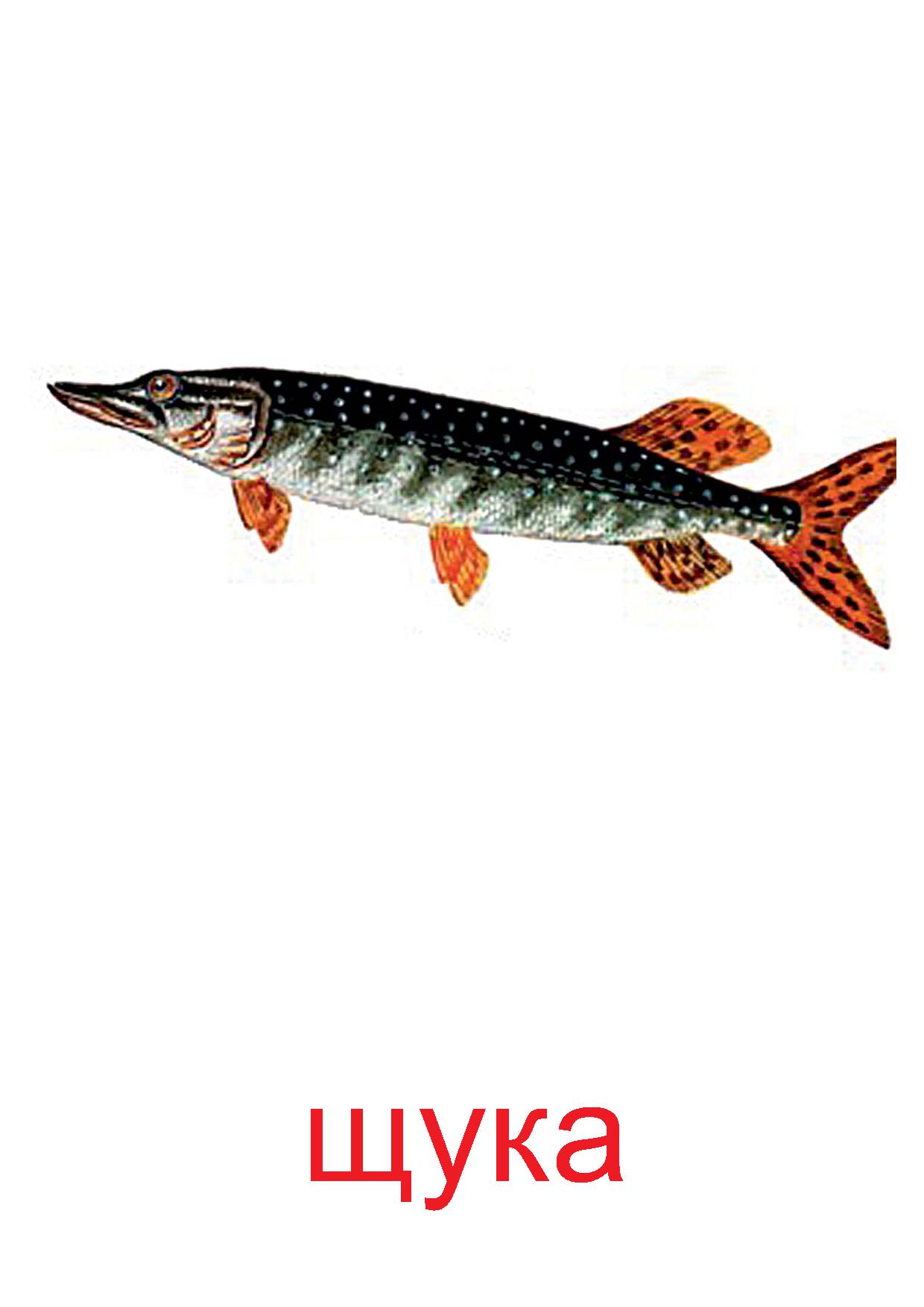 Картинки рыбки для детей для детского сада   подборка (19)