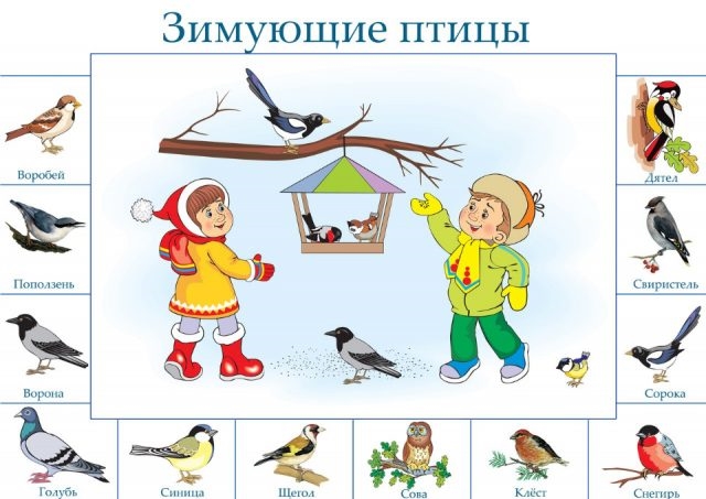 Дикие животные и птицы картинки для детей