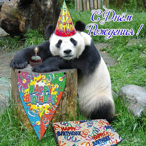 Панда с днем рождения картинка 005