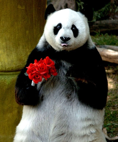 Панда с днем рождения картинка 009