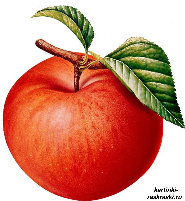 Яблоня с яблоками рисунок для детей 014