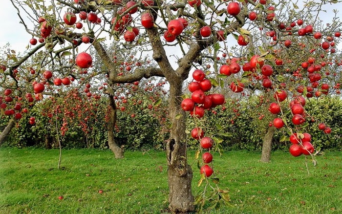 Яблоня с яблоками рисунок для детей 019