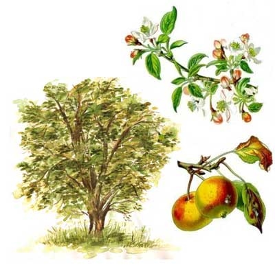 Яблоня с яблоками рисунок для детей 025