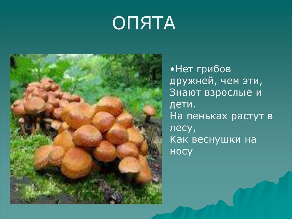 Группа грибы ягоды. Лес грибы и ягоды презентация. Презентация ягоды грибы. Грибы и ягоды презентация для детей старшей группы. Презентация Лесные ягоды и грибы.