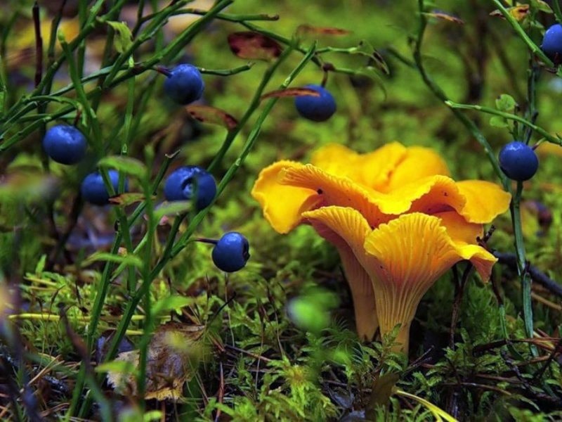 Картинки лес грибы ягоды для детей 007