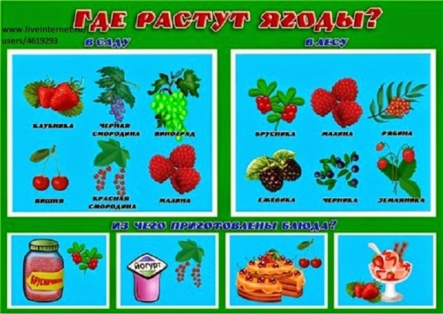 Картинки лес грибы ягоды для детей 011