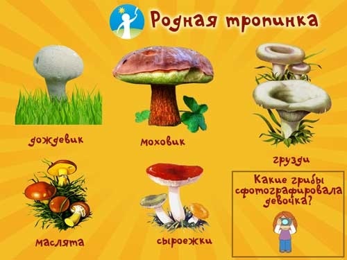 Картинки лес грибы ягоды для детей 021