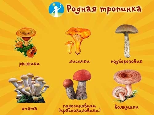 Картинки лес грибы ягоды для детей 022