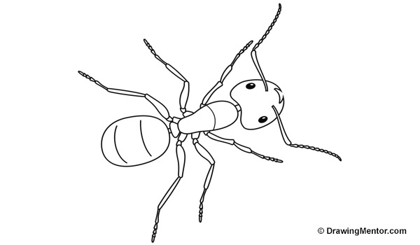 how to draw an ant