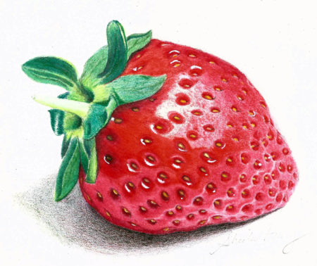 Coloured pencil drawing of a luscious strawberry