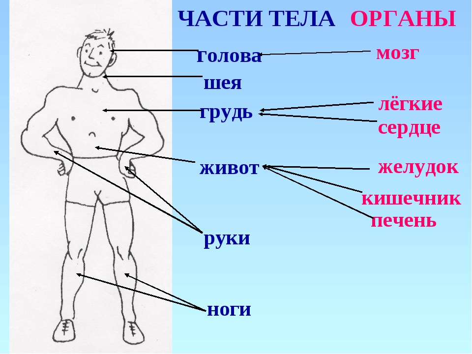 Презентация части тела человека