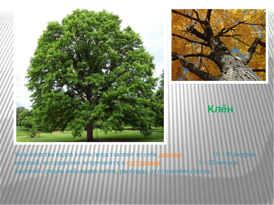 Красивое имена дерева. Картинки деревья Урала. Как называется дерево являющееся символом. Название дерева в 2010 году 22 ноября. Какое дерево называется Чумак?.