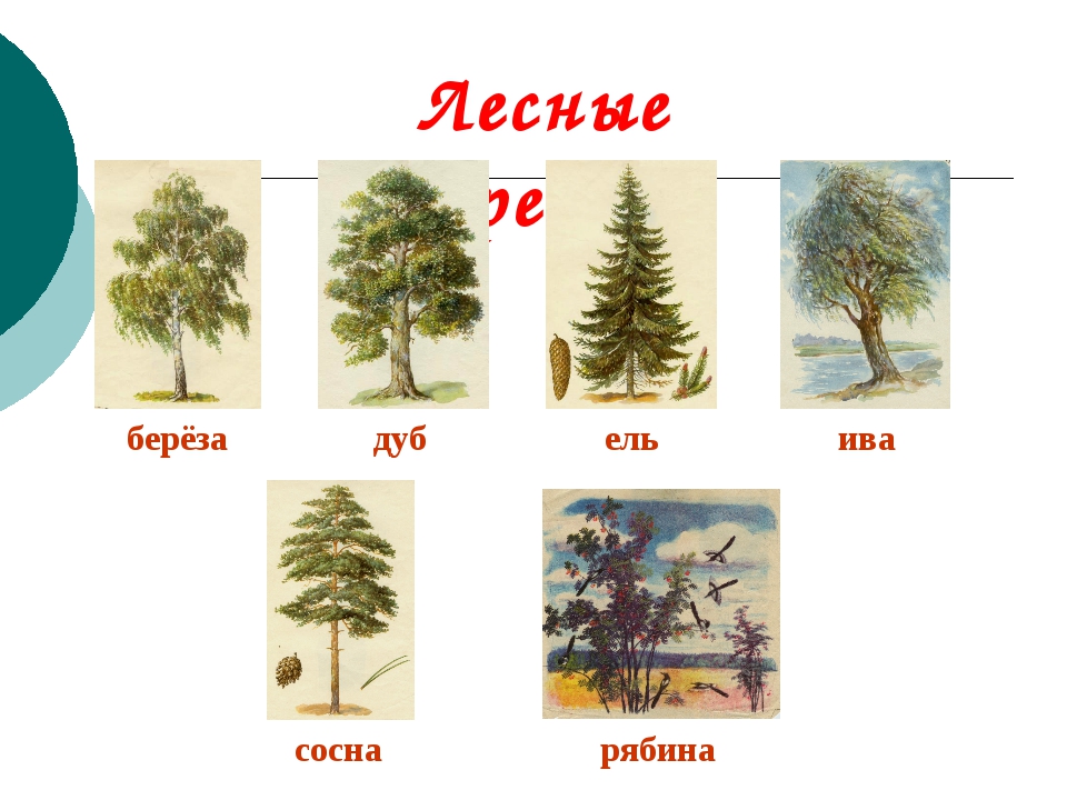 Имя леса. Ель сосна дуб береза. Ель сосна дуб. Береза ель сосна рябина. Береза рябина ель.