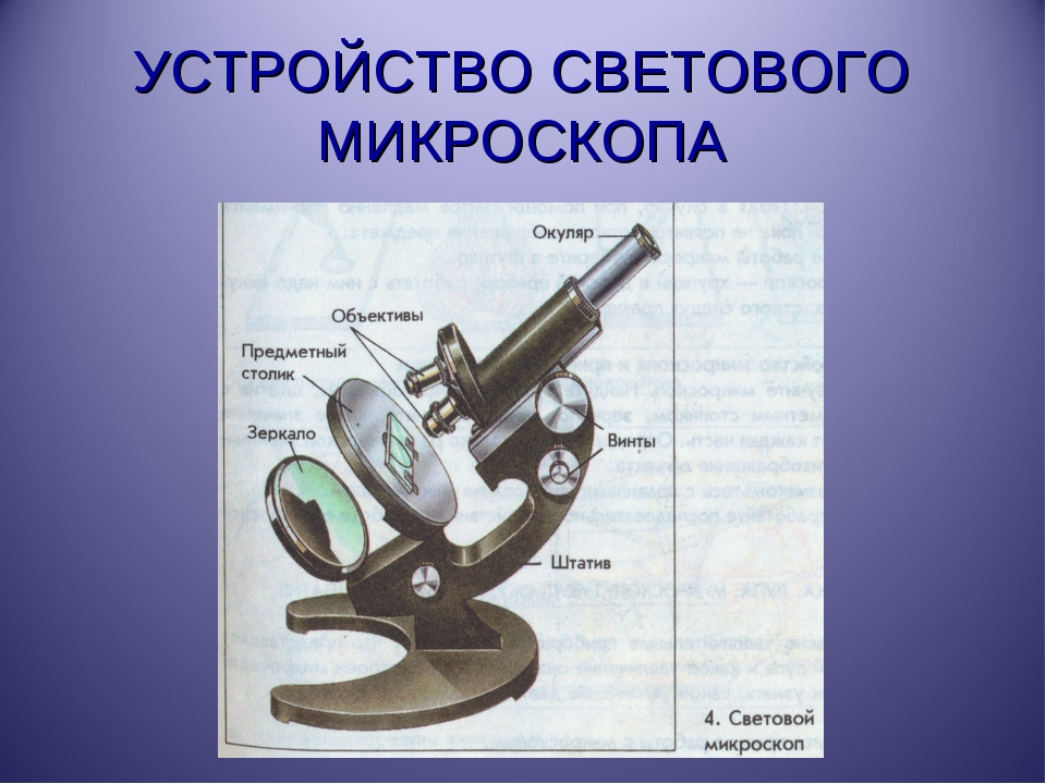 Устройство микроскопа 5 класс биология рисунок