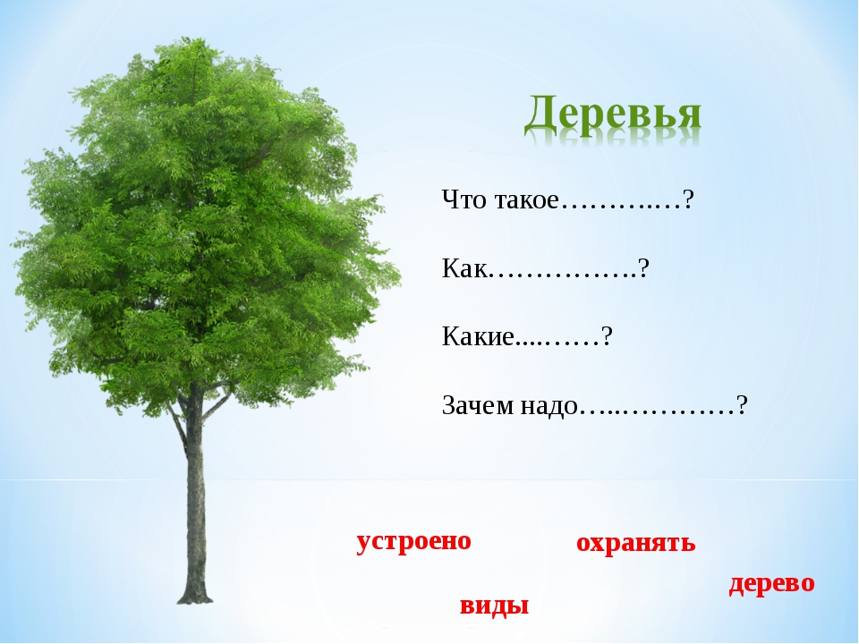 Какое дерево называют деревом жизни. Виды деревьев. Нужны деревья. Деревья для чего они нужны. Зачем человеку деревья.