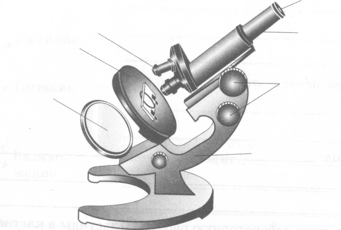 Картинка микроскопа строение микроскопа