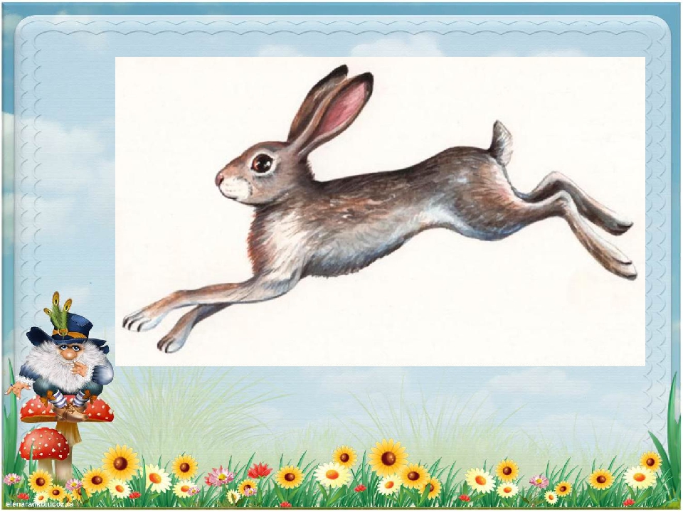 Зайцы бегали в лесу. Зайчик прыгает. Сколько лап у зайца. Прыгающий зайчик рисунок. Заяц картинки для детей дошкольного возраста.