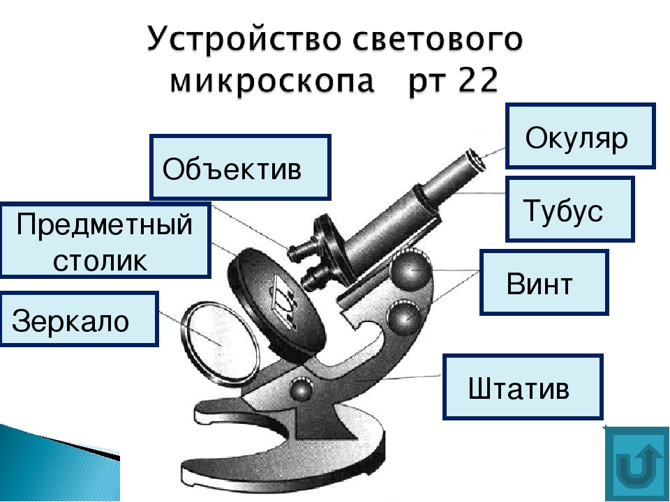 Картинка световой микроскоп