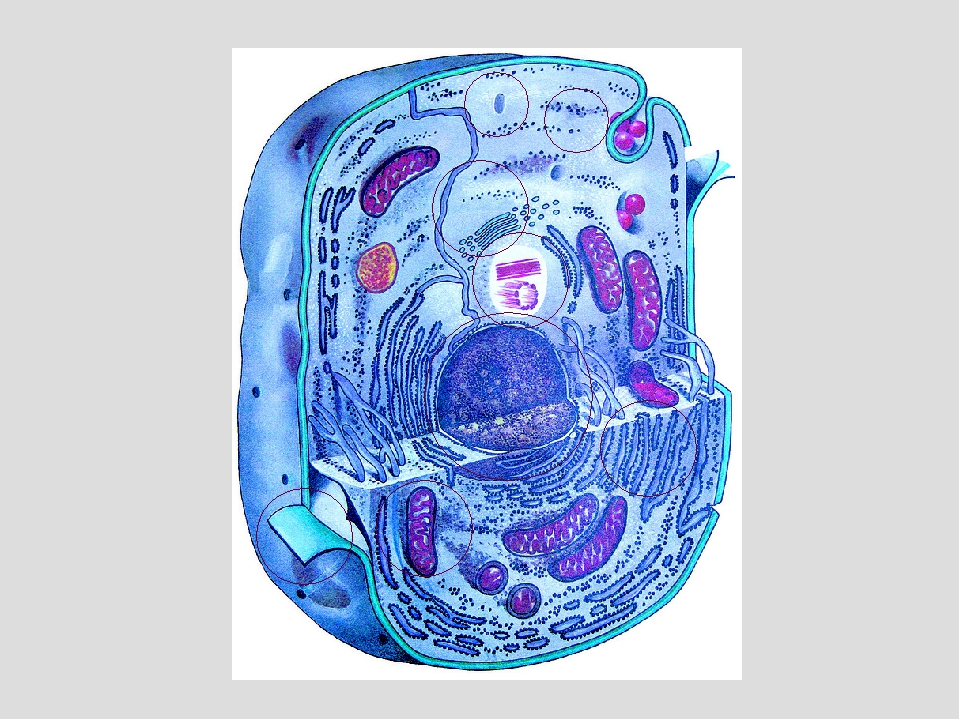 Клетка метка. Цитология органоиды клетки. Клетка животного. Животная клетка рисунок. Строение клетки животного.