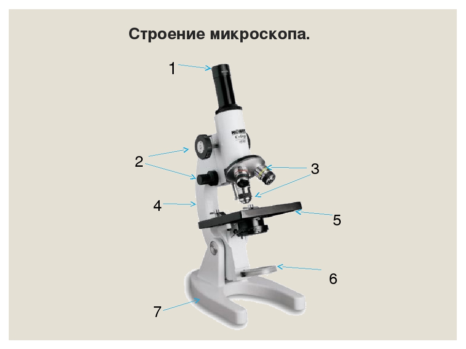 Какая деталь микроскопа обозначена буквой а впр. Строение микроскопа 5. Строение светового микроскопа 5 класс биология. Строение микроскопа биология пятый класс. Биология 5 кл строение микроскопа.