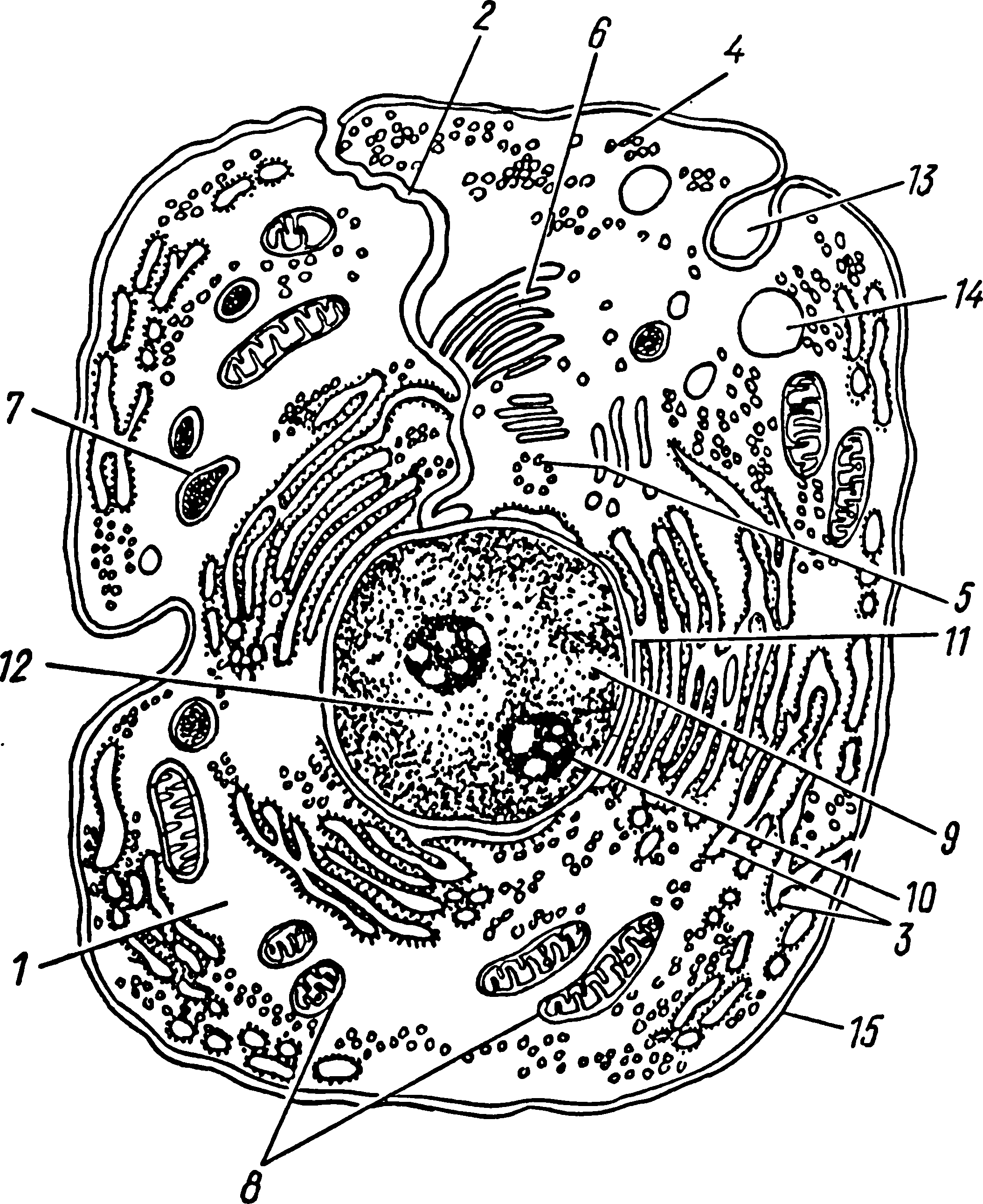 Органоиды клетки схема. Строение клетки эукариот схема. Строение эукариотической клетки черно-белые. Схема строения эукариотической клетки рисунок. Схема микроскопического строения животной клетки.