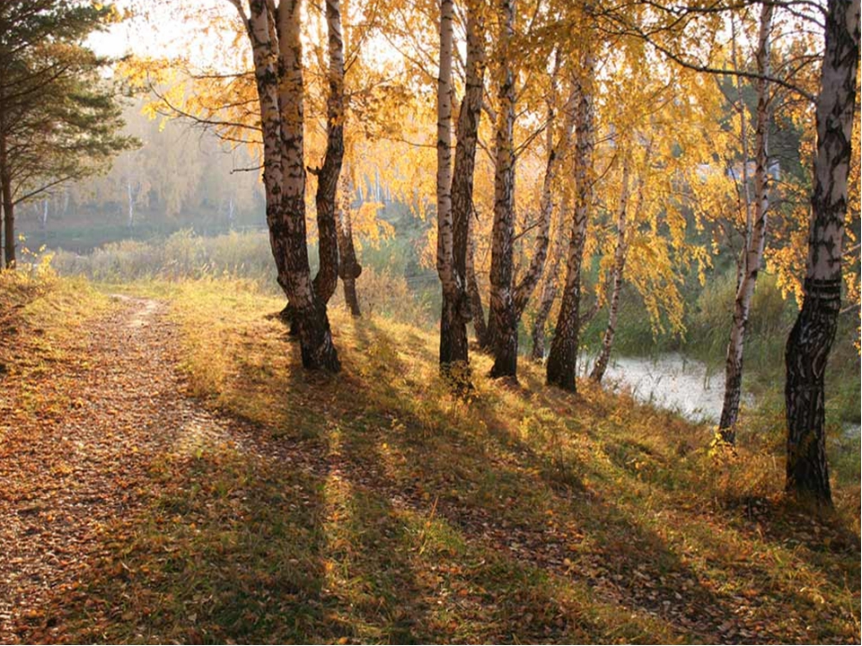 Люблю русский лес. Пейзаж. Пейзаж осени. Осенняя тропинка. Осень в России.