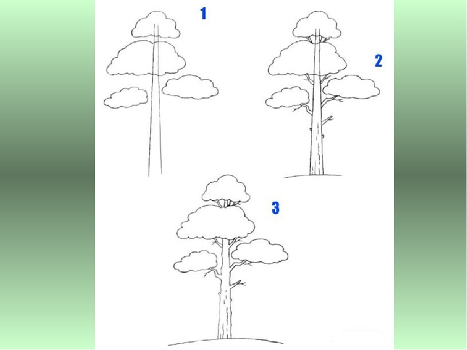 Что такое схема рисунка. Сосна карандашом для детей. Сосна рисунок для детей 1 класса. Нарисовать сосну. Рисование деревья сосна.