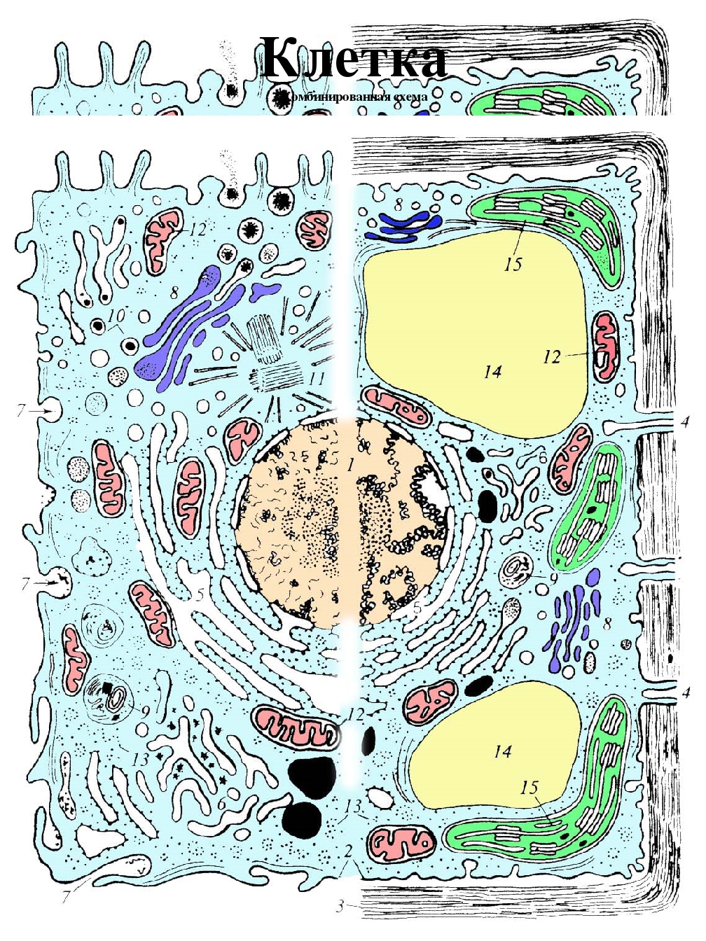 Схема строения эукариотической растительной клетки