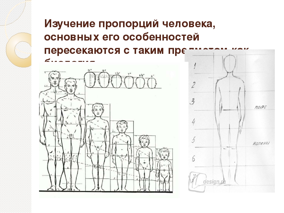 Пропорции какая должна быть. Пропорции тела подростка. Пропорции человека подростка. Пропорции подростка для рисования. Пропорции тела человека для детей.