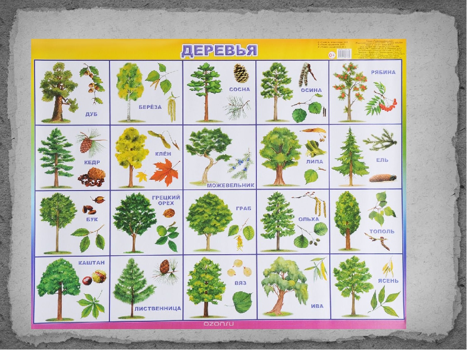 Какие есть деревья названия. Плакат. Деревья. Деревья плакат для детей. Лиственные деревья для детей. Названия деревьев с картинками.