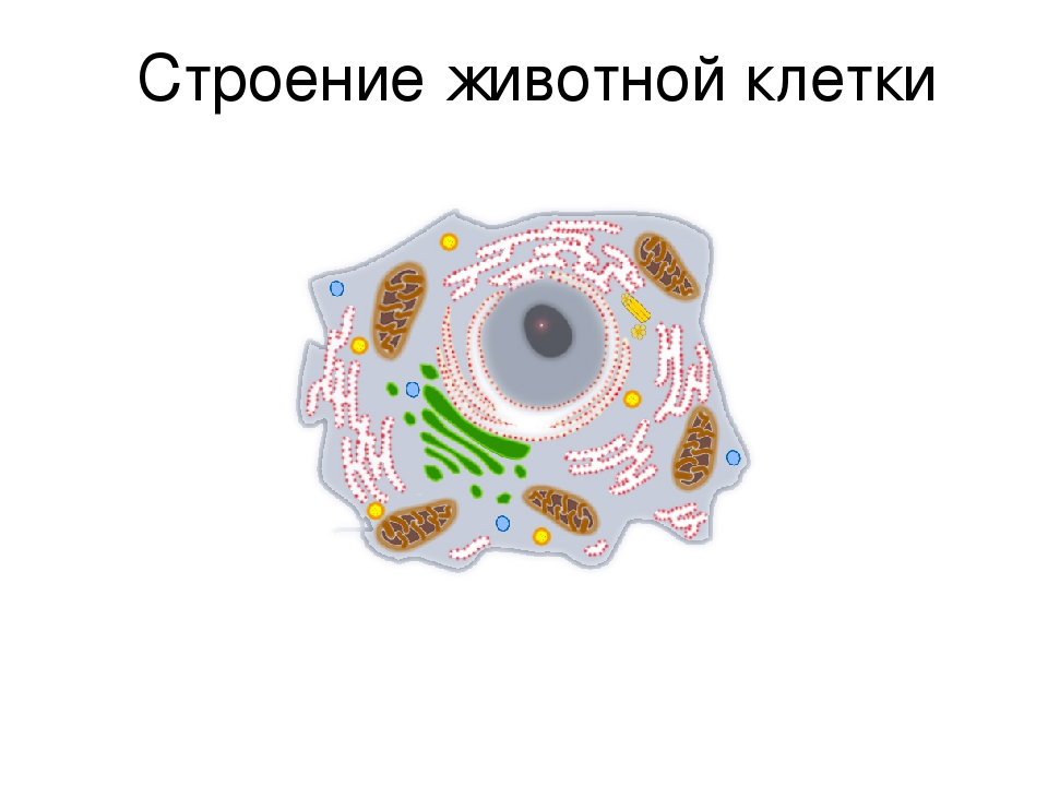 Строение животной клетки картинка