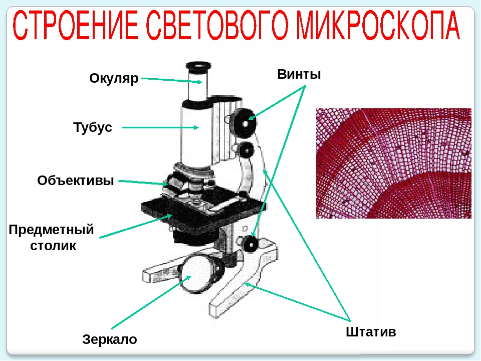 Объектив микроскопа рисунок