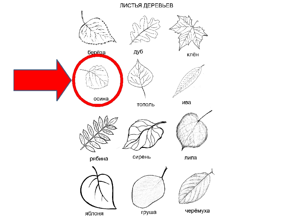 Рисунки листьев с названиями. Листья деревьев для изучения. Части листа дерева для детей. Формы листьев деревьев с названиями для вырезания. Листья деревьев карандашом с названиями.